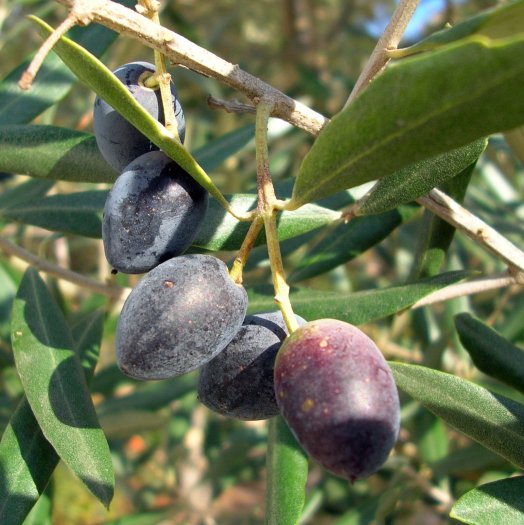 Olea europaea